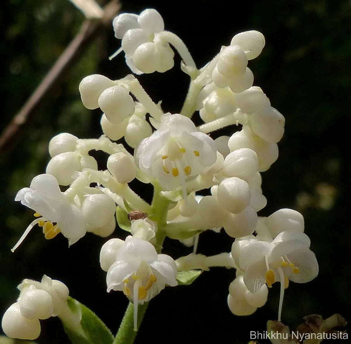Pollia secundiflora (Blume) Bakh.f.